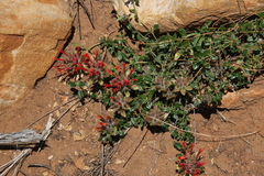 Monardella macrantha macrantha