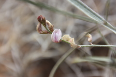 Astragalus ceramicus