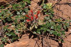 Monardella macrantha macrantha