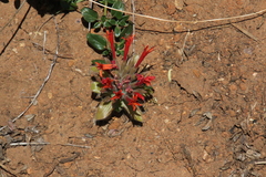 Monardella macrantha macrantha