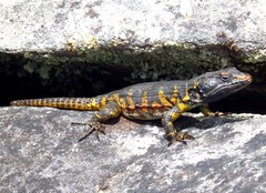 Pseudocordylus microlepidotus