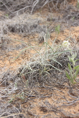 Astragalus ceramicus
