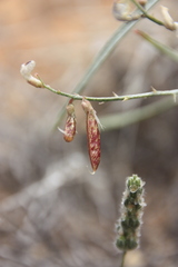 Astragalus ceramicus