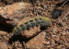 Hemileuca eglanterina