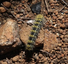 Hemileuca eglanterina