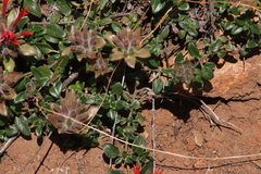 Monardella macrantha macrantha