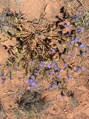 Phacelia corrugata