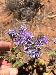 Phacelia corrugata