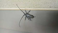 Plectrodera scalator