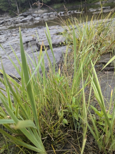 Image of Eleocharis quinqueflora by no rights reserved