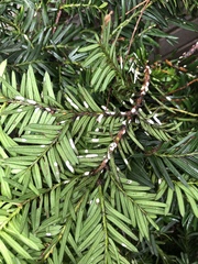 Pulvinaria floccifera