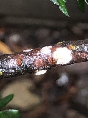 Pulvinaria floccifera