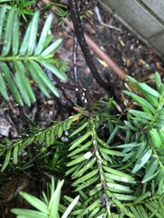 Pulvinaria floccifera