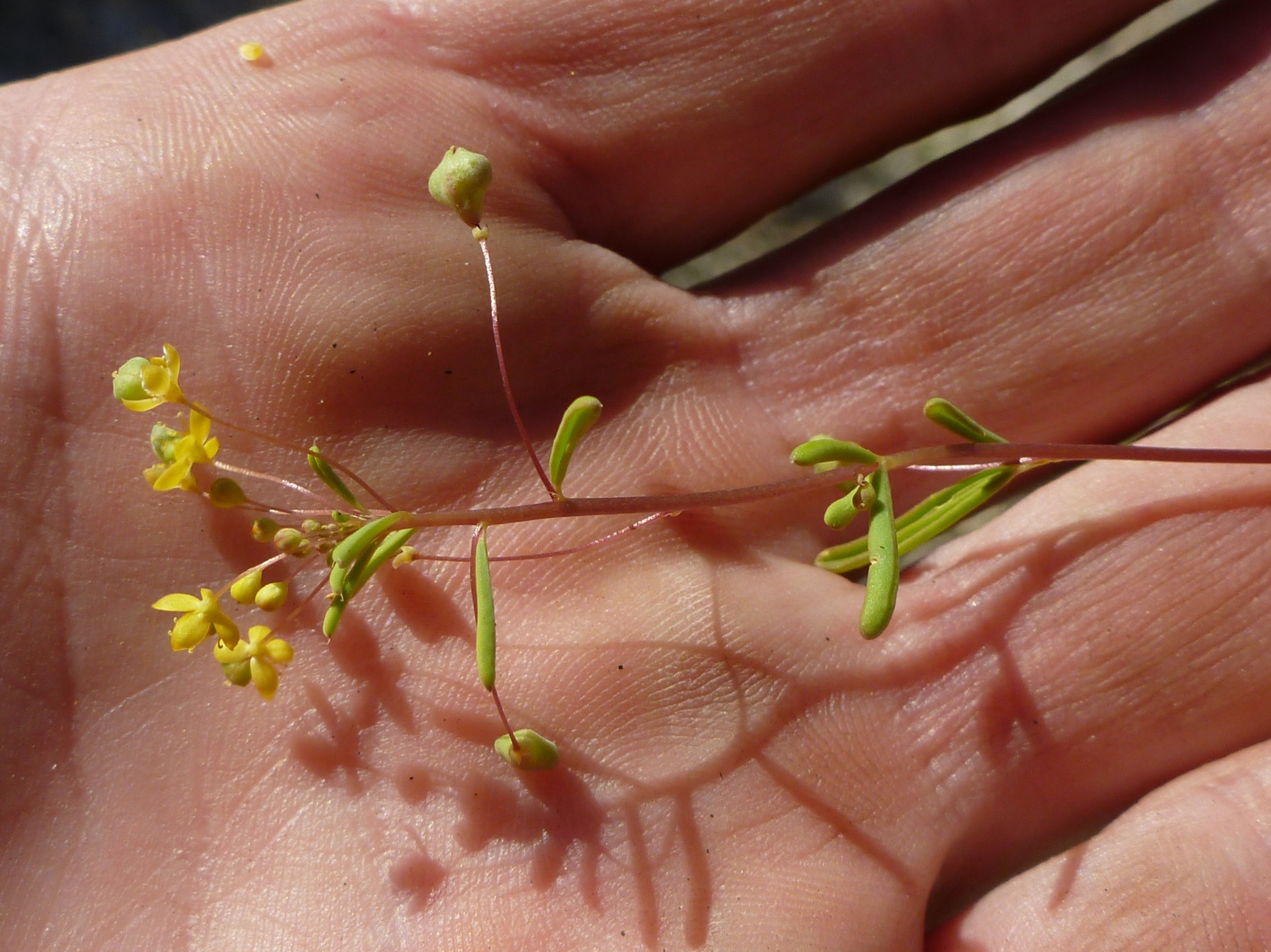 Cleomella parviflora