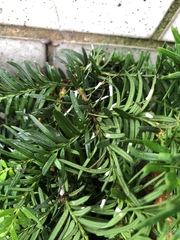 Pulvinaria floccifera