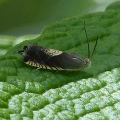 Grapholita tristrigana