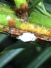 Pulvinaria floccifera