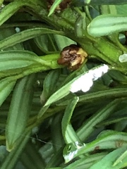 Pulvinaria floccifera