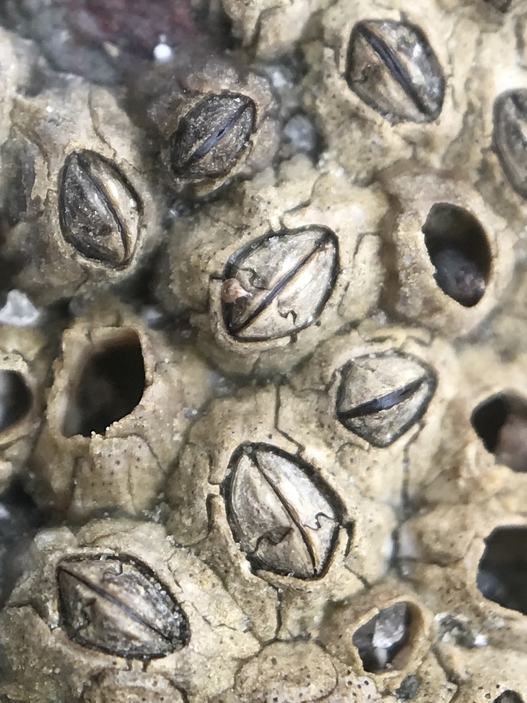 Chthamalid Barnacles