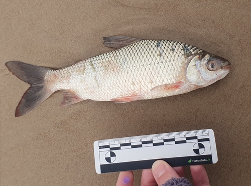 Streaked prochilod (Prochilodus lineatus) — Prochilodontidae — 2