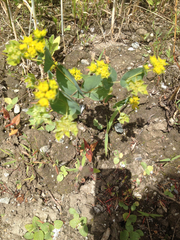 Bupleurum rotundifolium