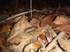 Rhinella castaneotica