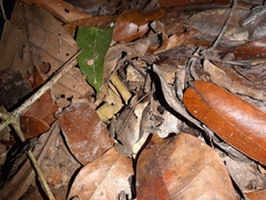 Rhinella castaneotica