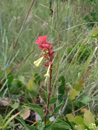 Amasonia campestris (Amasonia campestris)