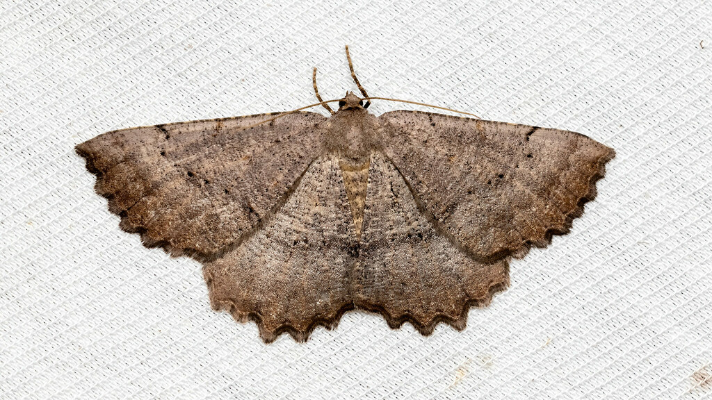 Odontognophos