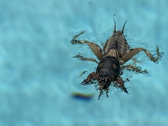 Neoscapteriscus abbreviatus