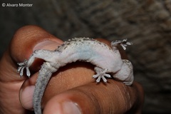 Hemidactylus turcicus