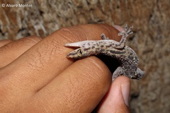 Hemidactylus turcicus