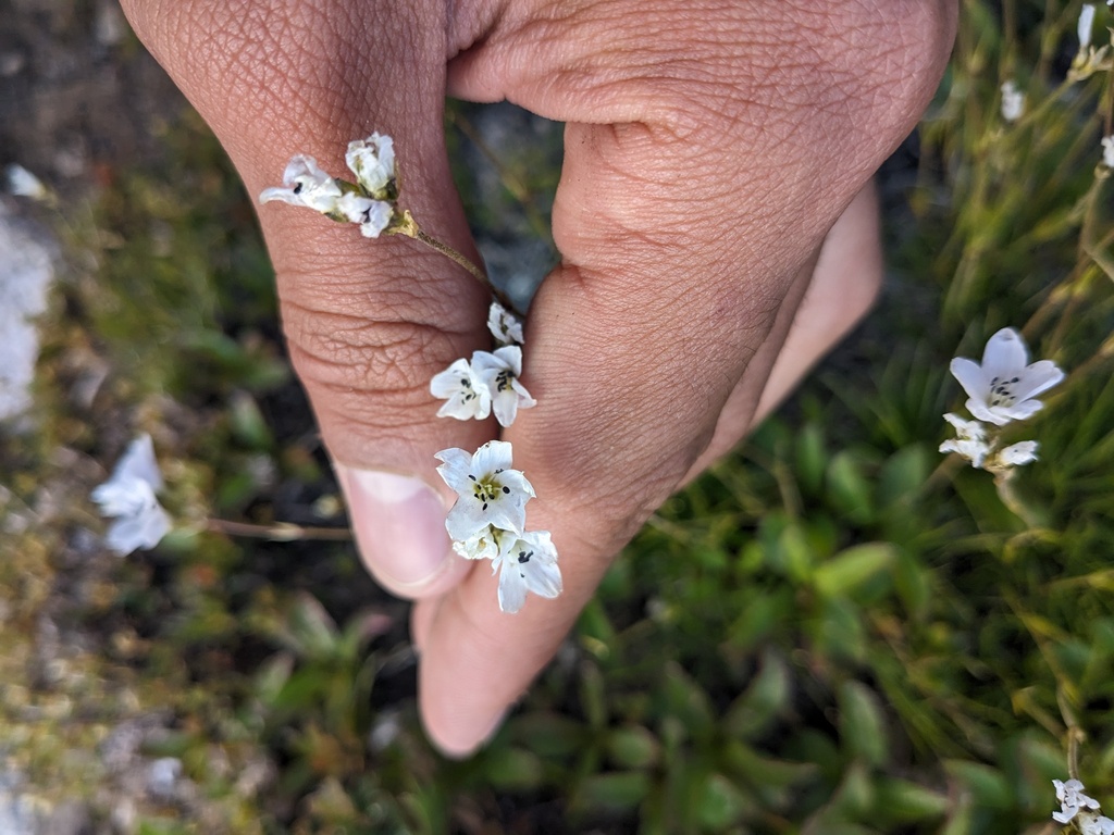 Eremogone lychnidea; photograph (c) Yuri Sofronov, some rights reserved (CC BY)