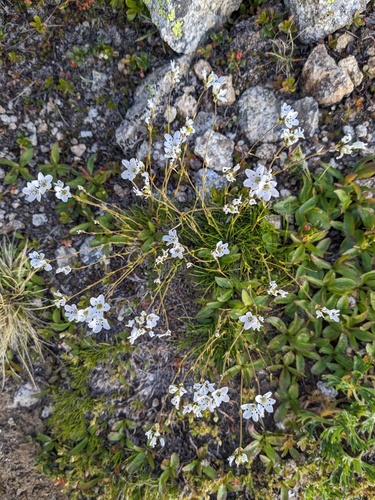 Eremogone lychnidea