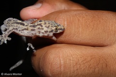Hemidactylus turcicus