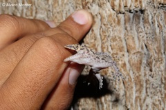 Hemidactylus turcicus