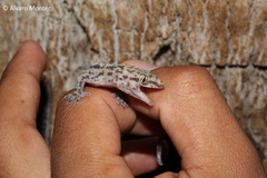 Hemidactylus turcicus