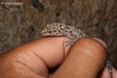 Hemidactylus turcicus