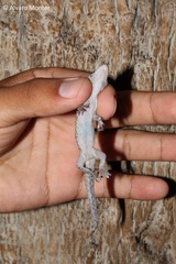 Hemidactylus turcicus