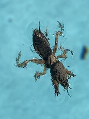 Neoscapteriscus abbreviatus