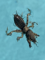 Neoscapteriscus abbreviatus