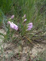 Penstemon eriantherus
