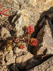 Sedum tenellum, photograph (c) Yuri Sofronov, some rights reserved (CC BY)