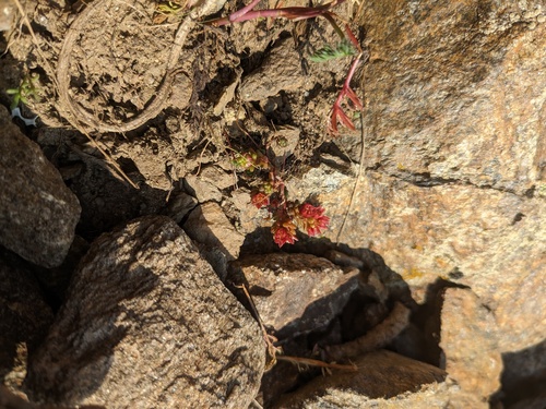 Sedum tenellum, photograph 5