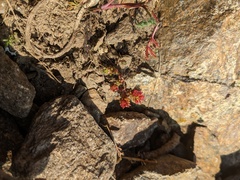 Sedum tenellum, photograph (c) Yuri Sofronov, some rights reserved (CC BY)