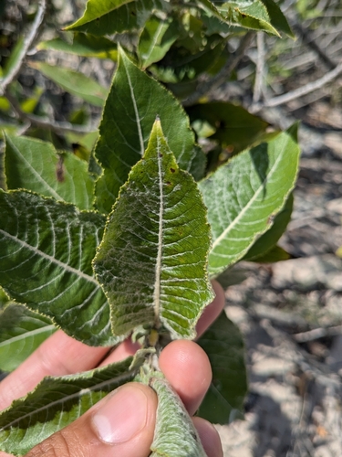 Image of Salix cordata by (c) treelogical, some rights reserved (CC BY)
