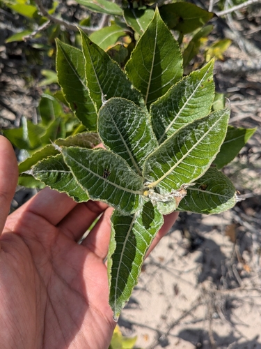 Image of Salix cordata by (c) treelogical, some rights reserved (CC BY)