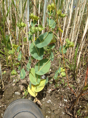 Bupleurum rotundifolium