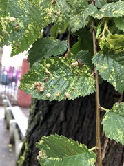 Tetraneura
