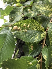 Tetraneura